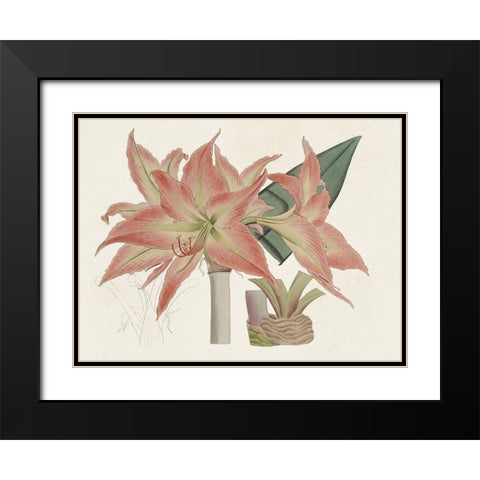 Amaryllis Varietals III Black Modern Wood Framed Art Print with Double Matting by Ridgeway
