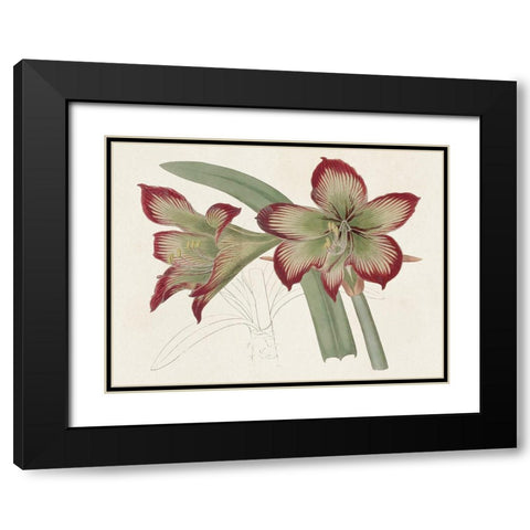 Amaryllis Varietals IV Black Modern Wood Framed Art Print with Double Matting by Ridgeway