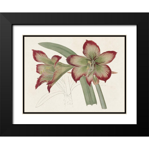 Amaryllis Varietals IV Black Modern Wood Framed Art Print with Double Matting by Ridgeway