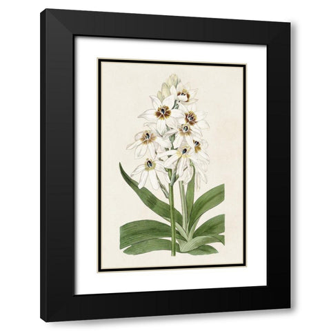 Flore Albo I Black Modern Wood Framed Art Print with Double Matting by Ridgeway