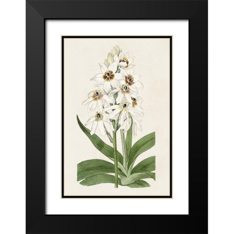 Flore Albo I Black Modern Wood Framed Art Print with Double Matting by Ridgeway