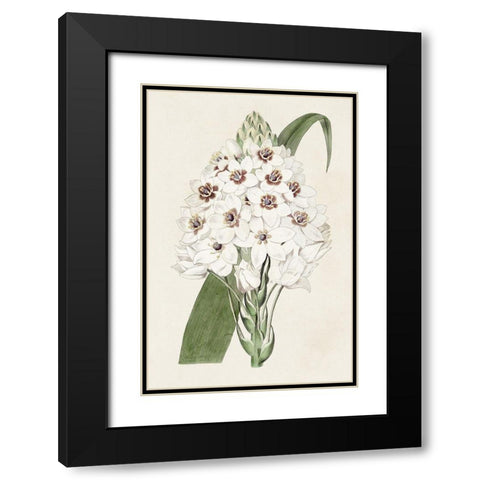 Flore Albo II Black Modern Wood Framed Art Print with Double Matting by Ridgeway