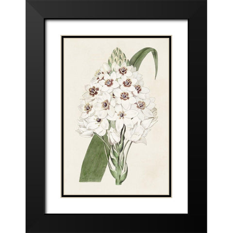 Flore Albo II Black Modern Wood Framed Art Print with Double Matting by Ridgeway