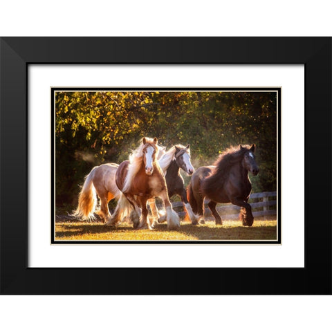 Sunlit Horses III Black Modern Wood Framed Art Print with Double Matting by PHBurchett
