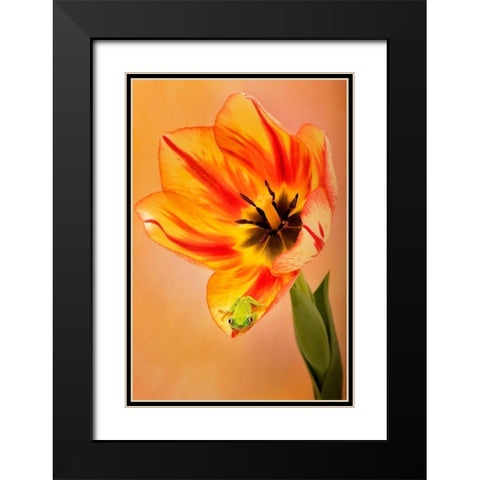Hanging On VI Black Modern Wood Framed Art Print with Double Matting by PHBurchett