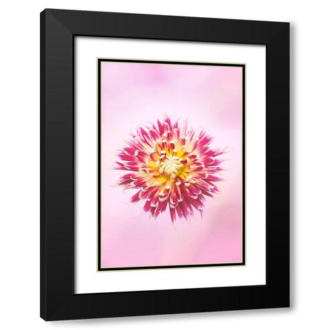Exotic Flower Burst I Black Modern Wood Framed Art Print with Double Matting by PHBurchett