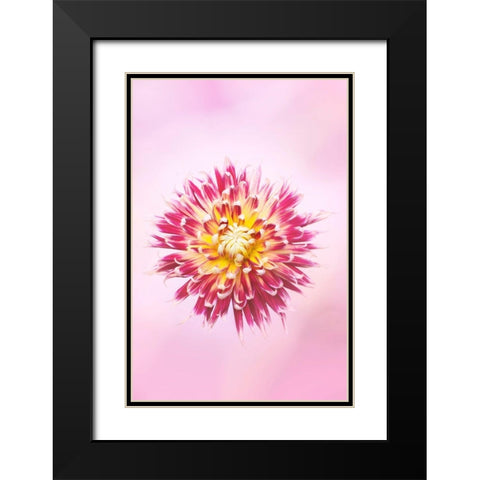 Exotic Flower Burst I Black Modern Wood Framed Art Print with Double Matting by PHBurchett
