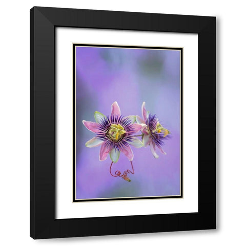 Exotic Flower Burst II Black Modern Wood Framed Art Print with Double Matting by PHBurchett