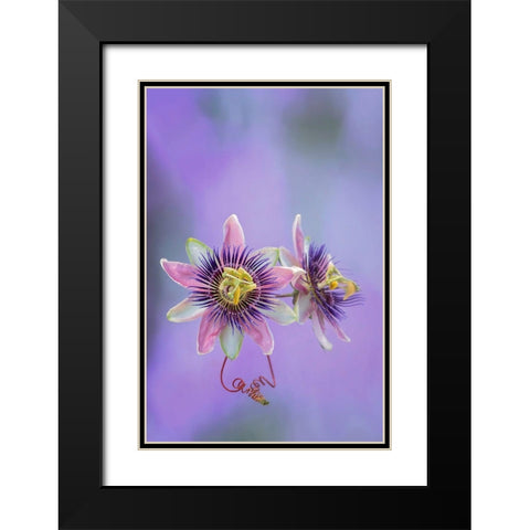 Exotic Flower Burst II Black Modern Wood Framed Art Print with Double Matting by PHBurchett