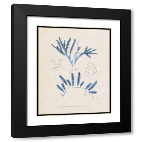 Blue Marine Algae I Black Modern Wood Framed Art Print with Double Matting by Vision Studio