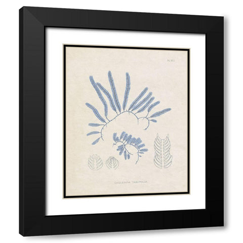 Blue Marine Algae II Black Modern Wood Framed Art Print with Double Matting by Vision Studio