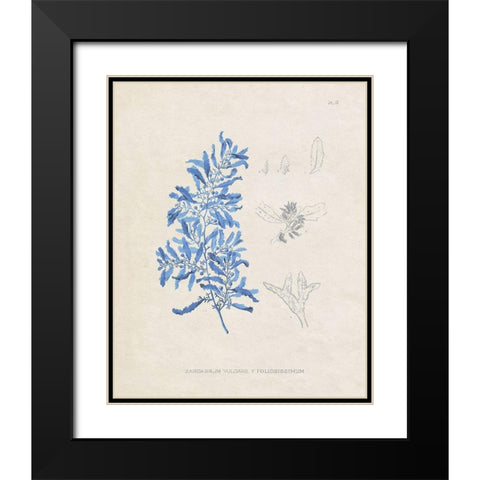 Blue Marine Algae VI Black Modern Wood Framed Art Print with Double Matting by Vision Studio