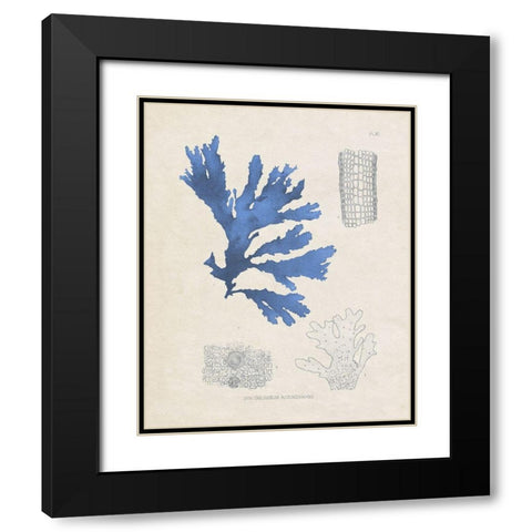 Blue Marine Algae VIII Black Modern Wood Framed Art Print with Double Matting by Vision Studio