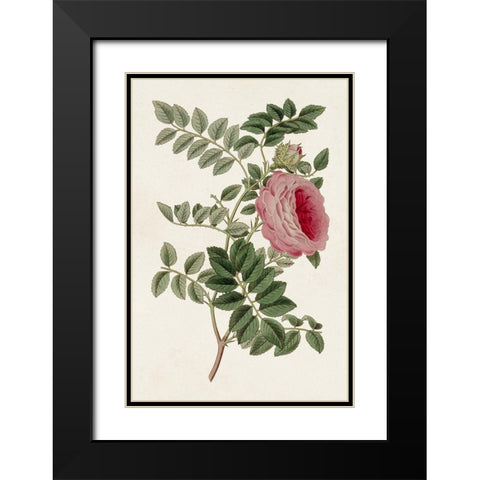 Pink Floral Mix I Black Modern Wood Framed Art Print with Double Matting by Ridgeway