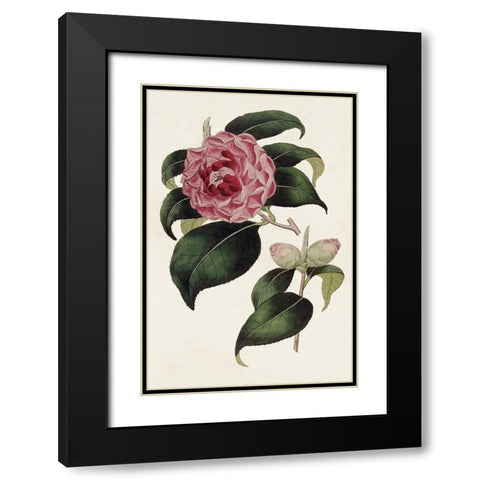 Pink Floral Mix III Black Modern Wood Framed Art Print with Double Matting by Ridgeway