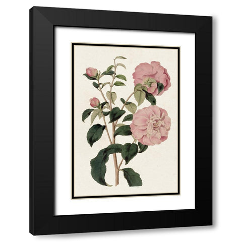 Pink Floral Mix IV Black Modern Wood Framed Art Print with Double Matting by Ridgeway