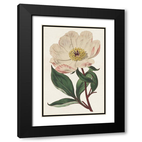 Pink Floral Mix VII Black Modern Wood Framed Art Print with Double Matting by Ridgeway