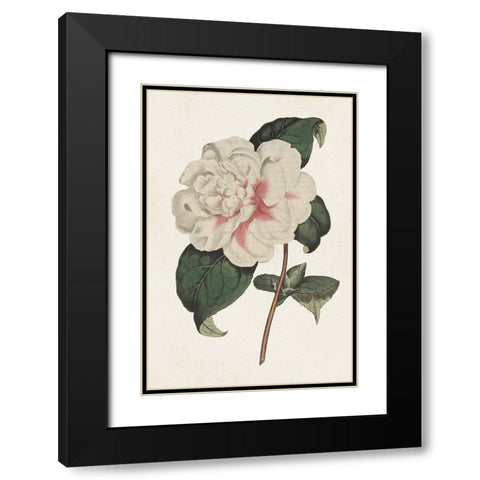Pink Floral Mix VIII Black Modern Wood Framed Art Print with Double Matting by Ridgeway