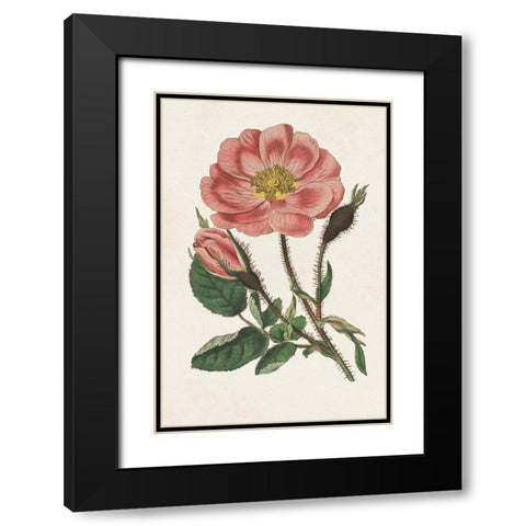 Pink Floral Mix IX Black Modern Wood Framed Art Print with Double Matting by Ridgeway