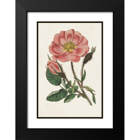 Pink Floral Mix IX Black Modern Wood Framed Art Print with Double Matting by Ridgeway