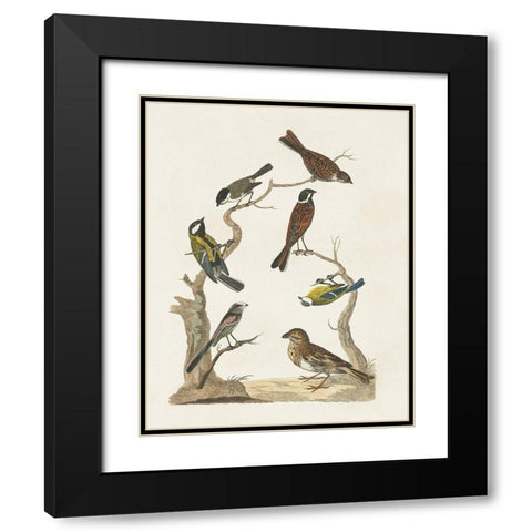 Antique Birds in Nature II Black Modern Wood Framed Art Print with Double Matting by Vision Studio