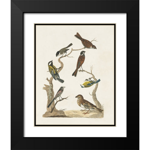 Antique Birds in Nature II Black Modern Wood Framed Art Print with Double Matting by Vision Studio