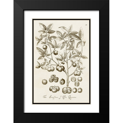 Sepia Botanical Journal II Black Modern Wood Framed Art Print with Double Matting by Vision Studio