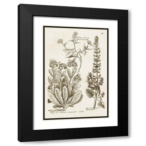 Sepia Botanical Journal IV Black Modern Wood Framed Art Print with Double Matting by Vision Studio