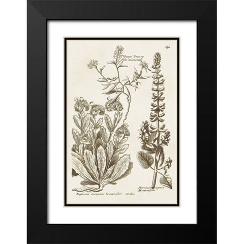 Sepia Botanical Journal IV Black Modern Wood Framed Art Print with Double Matting by Vision Studio
