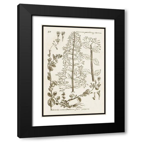 Sepia Botanical Journal V Black Modern Wood Framed Art Print with Double Matting by Vision Studio