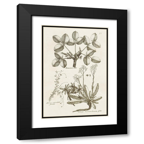 Sepia Botanical Journal VI Black Modern Wood Framed Art Print with Double Matting by Vision Studio
