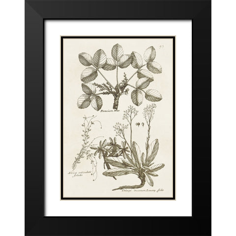 Sepia Botanical Journal VI Black Modern Wood Framed Art Print with Double Matting by Vision Studio
