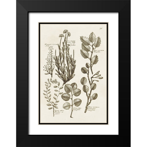 Sepia Botanical Journal VIII Black Modern Wood Framed Art Print with Double Matting by Vision Studio