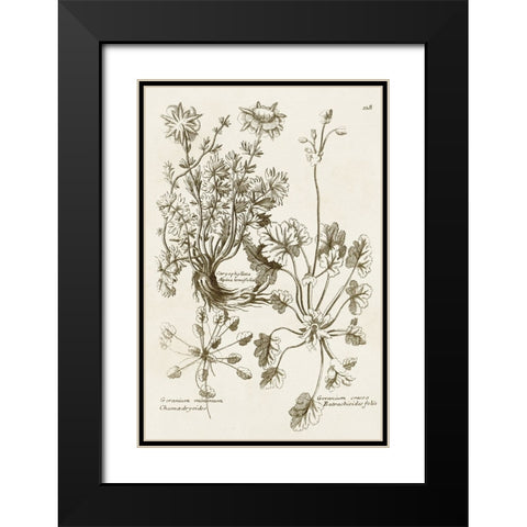 Sepia Botanical Journal IX Black Modern Wood Framed Art Print with Double Matting by Vision Studio