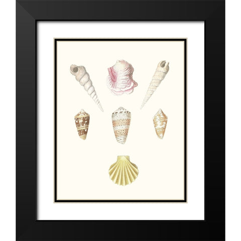 Pastel Knorr Shells I Black Modern Wood Framed Art Print with Double Matting by Knorr, G.W.