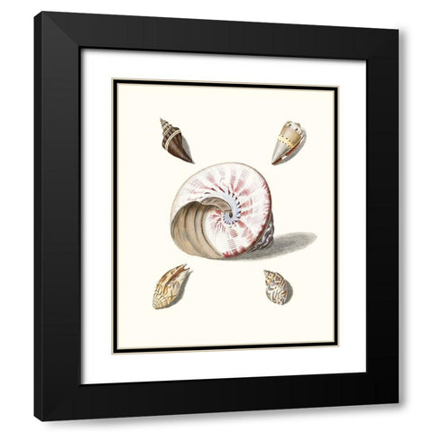 Pastel Knorr Shells II Black Modern Wood Framed Art Print with Double Matting by Knorr, G.W.