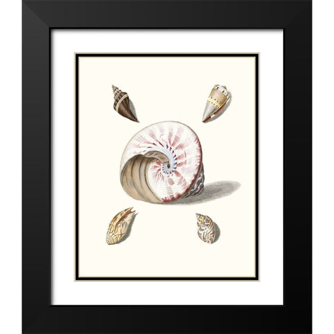 Pastel Knorr Shells II Black Modern Wood Framed Art Print with Double Matting by Knorr, G.W.