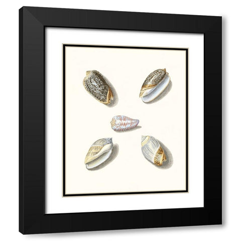 Pastel Knorr Shells III Black Modern Wood Framed Art Print with Double Matting by Knorr, G.W.