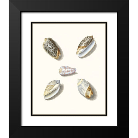 Pastel Knorr Shells III Black Modern Wood Framed Art Print with Double Matting by Knorr, G.W.