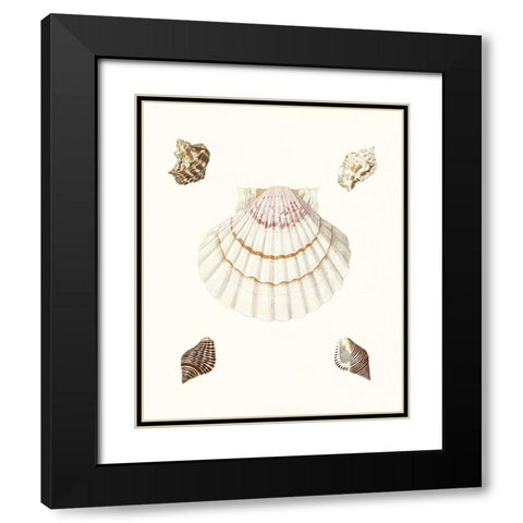 Pastel Knorr Shells IV Black Modern Wood Framed Art Print with Double Matting by Knorr, G.W.