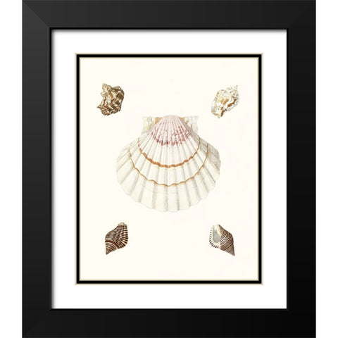Pastel Knorr Shells IV Black Modern Wood Framed Art Print with Double Matting by Knorr, G.W.