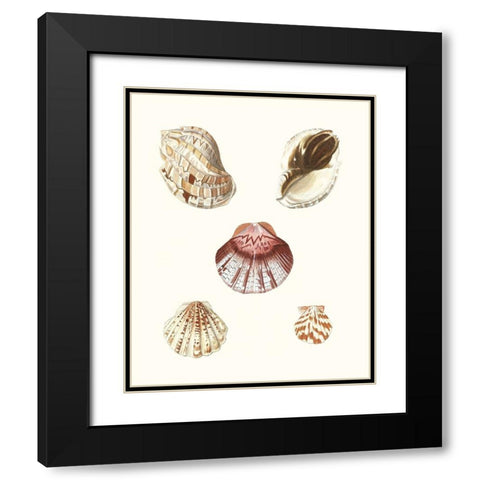 Pastel Knorr Shells V Black Modern Wood Framed Art Print with Double Matting by Knorr, G.W.