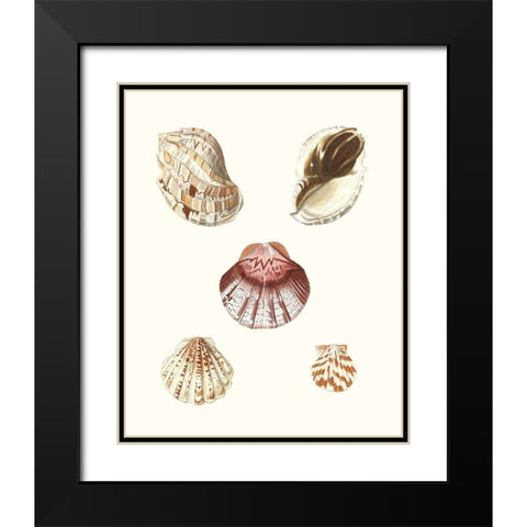 Pastel Knorr Shells V Black Modern Wood Framed Art Print with Double Matting by Knorr, G.W.
