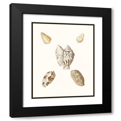 Pastel Knorr Shells VI Black Modern Wood Framed Art Print with Double Matting by Knorr, G.W.