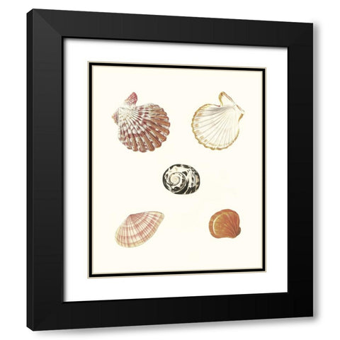 Pastel Knorr Shells VIII Black Modern Wood Framed Art Print with Double Matting by Knorr, G.W.