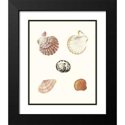 Pastel Knorr Shells VIII Black Modern Wood Framed Art Print with Double Matting by Knorr, G.W.
