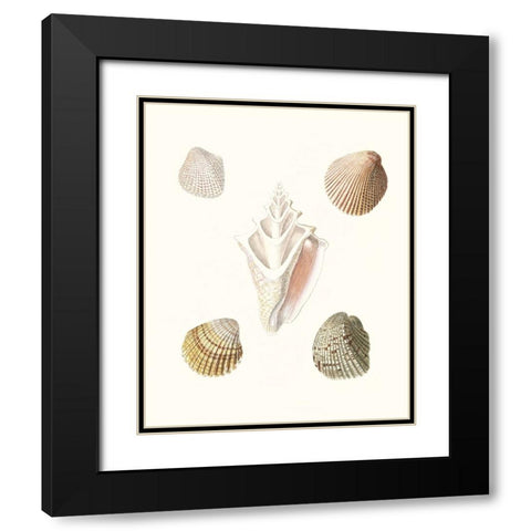 Pastel Knorr Shells IX Black Modern Wood Framed Art Print with Double Matting by Knorr, G.W.