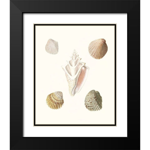 Pastel Knorr Shells IX Black Modern Wood Framed Art Print with Double Matting by Knorr, G.W.