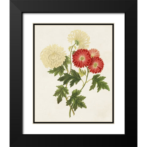 Flowers of the Seasons I Black Modern Wood Framed Art Print with Double Matting by Unknown