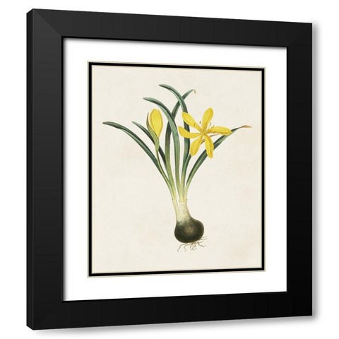 Flowers of the Seasons VI Black Modern Wood Framed Art Print with Double Matting by Unknown